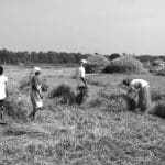 caporalato in agricoltura